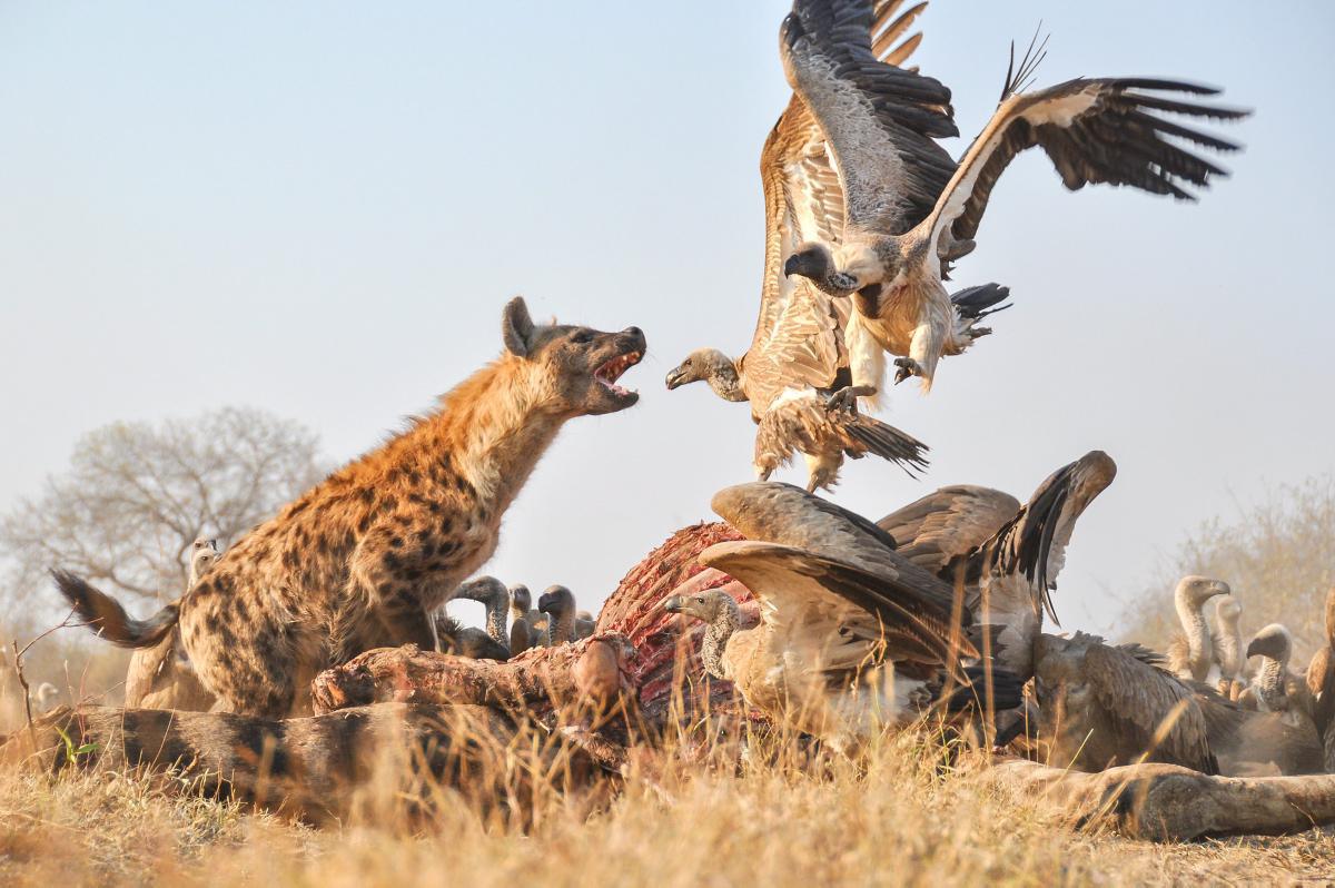 [Focus] - Les charognards en lutte pour une carcasse de girafe 