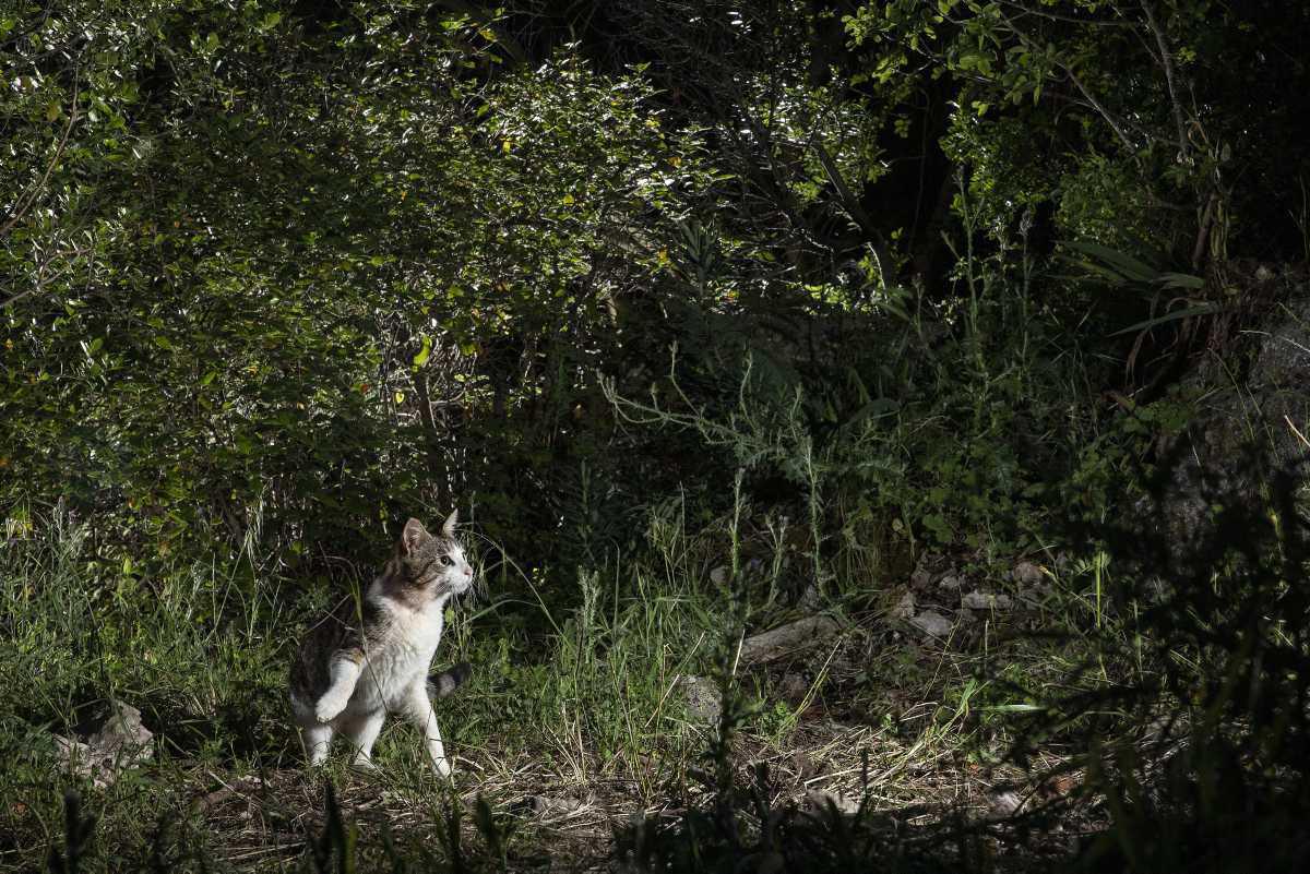[Focus] - Les chats interdits de sortie après minuit en Australie