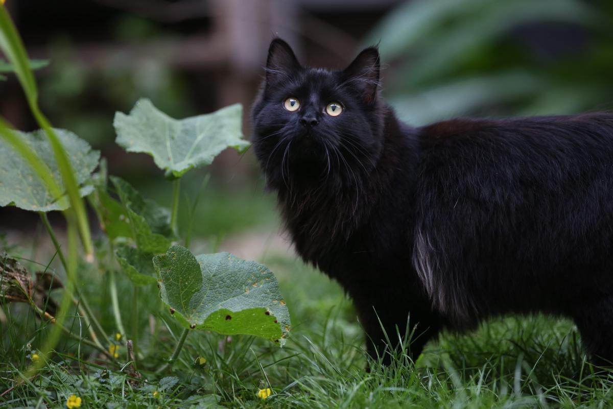[Focus] - Les chats interdits de sortie après minuit en Australie