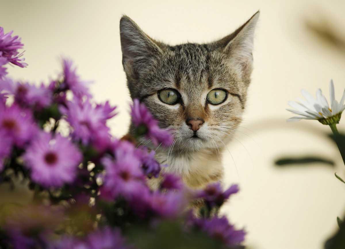 [Focus] - Les chats interdits de sortie après minuit en Australie