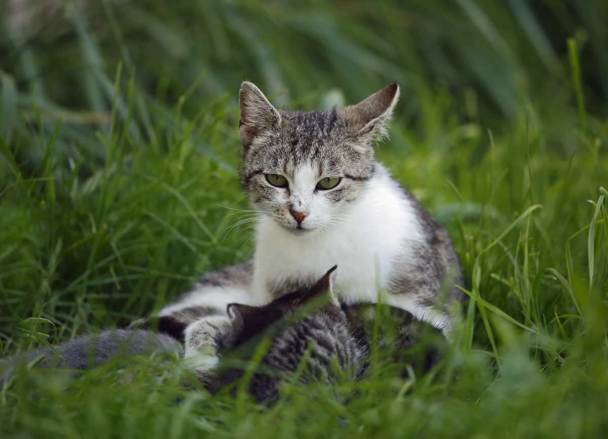 [Focus] - Les chats interdits de sortie après minuit en Australie