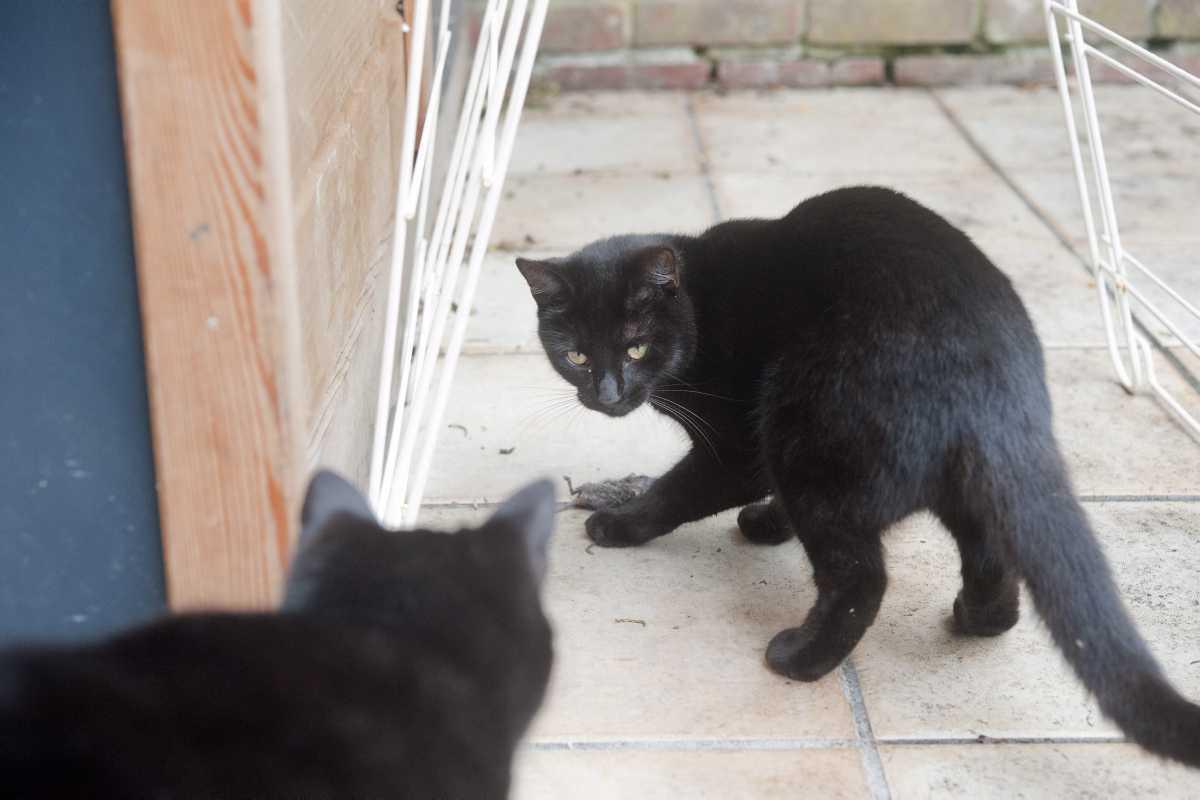 [Focus] - Les chats interdits de sortie après minuit en Australie