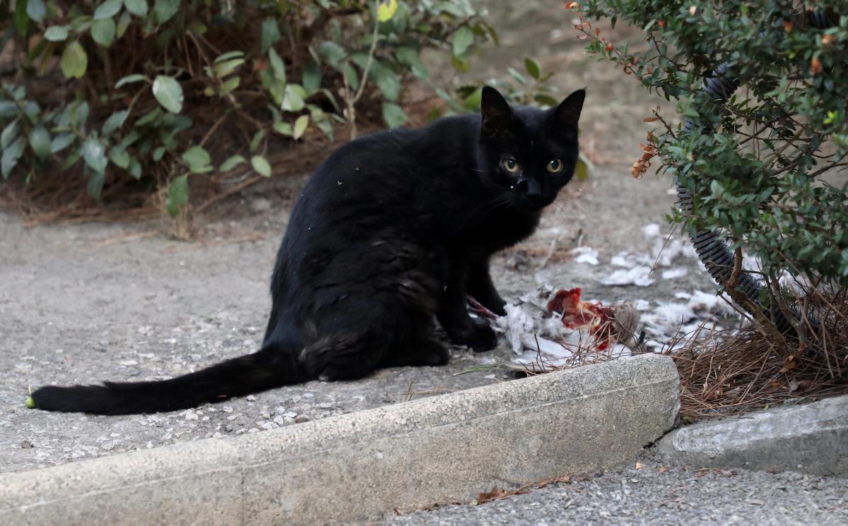 [Focus] - Les chats interdits de sortie après minuit en Australie
