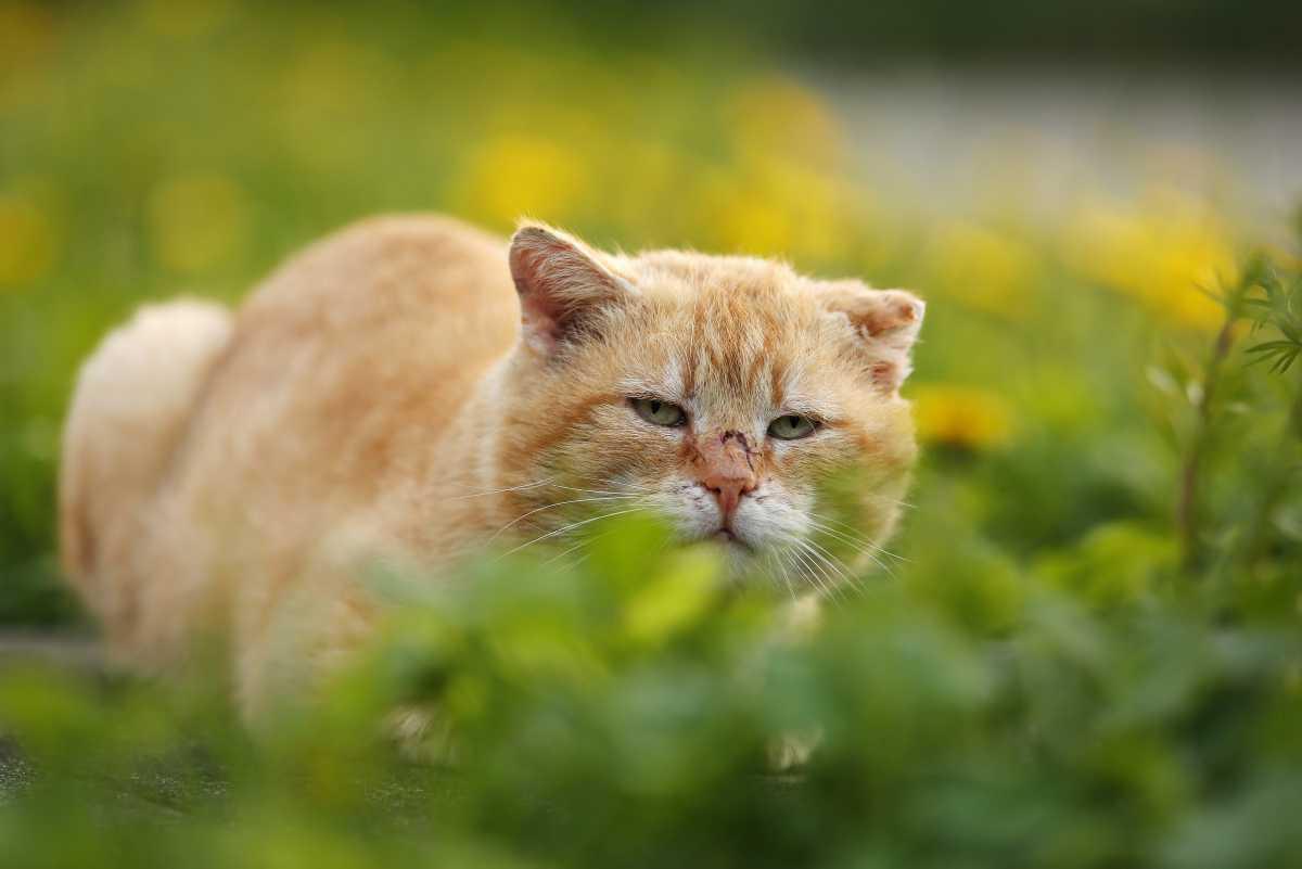 [Focus] - Les chats interdits de sortie après minuit en Australie