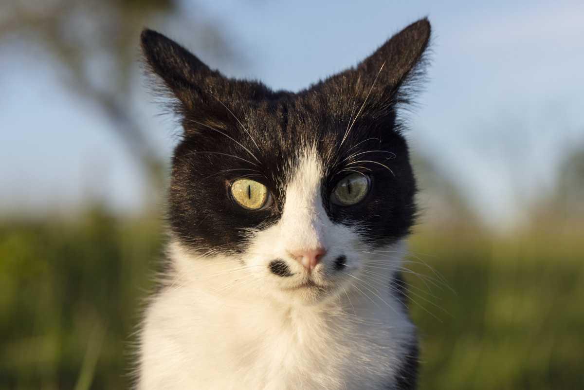 [Focus] - Les chats interdits de sortie après minuit en Australie