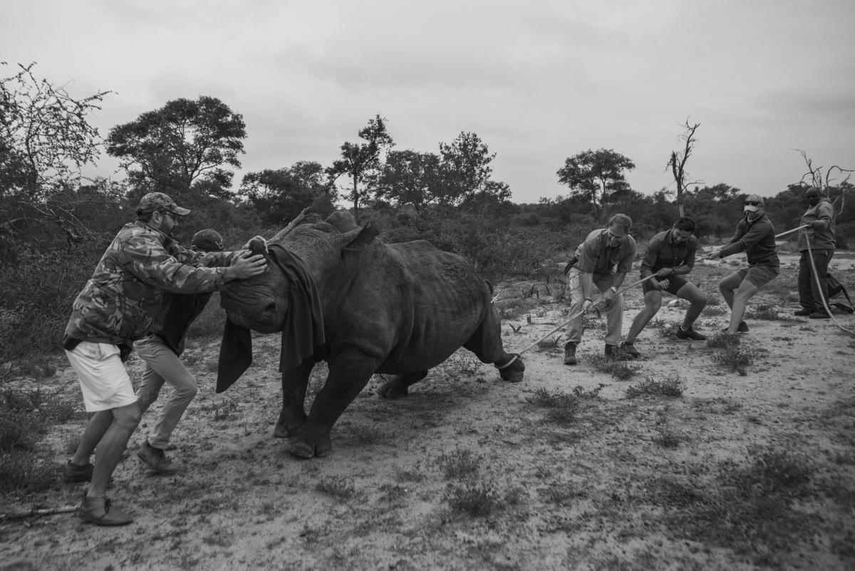 [Focus] - Sauvegarde de la faune sauvage - L'écornage des rhinocéros en Afrique