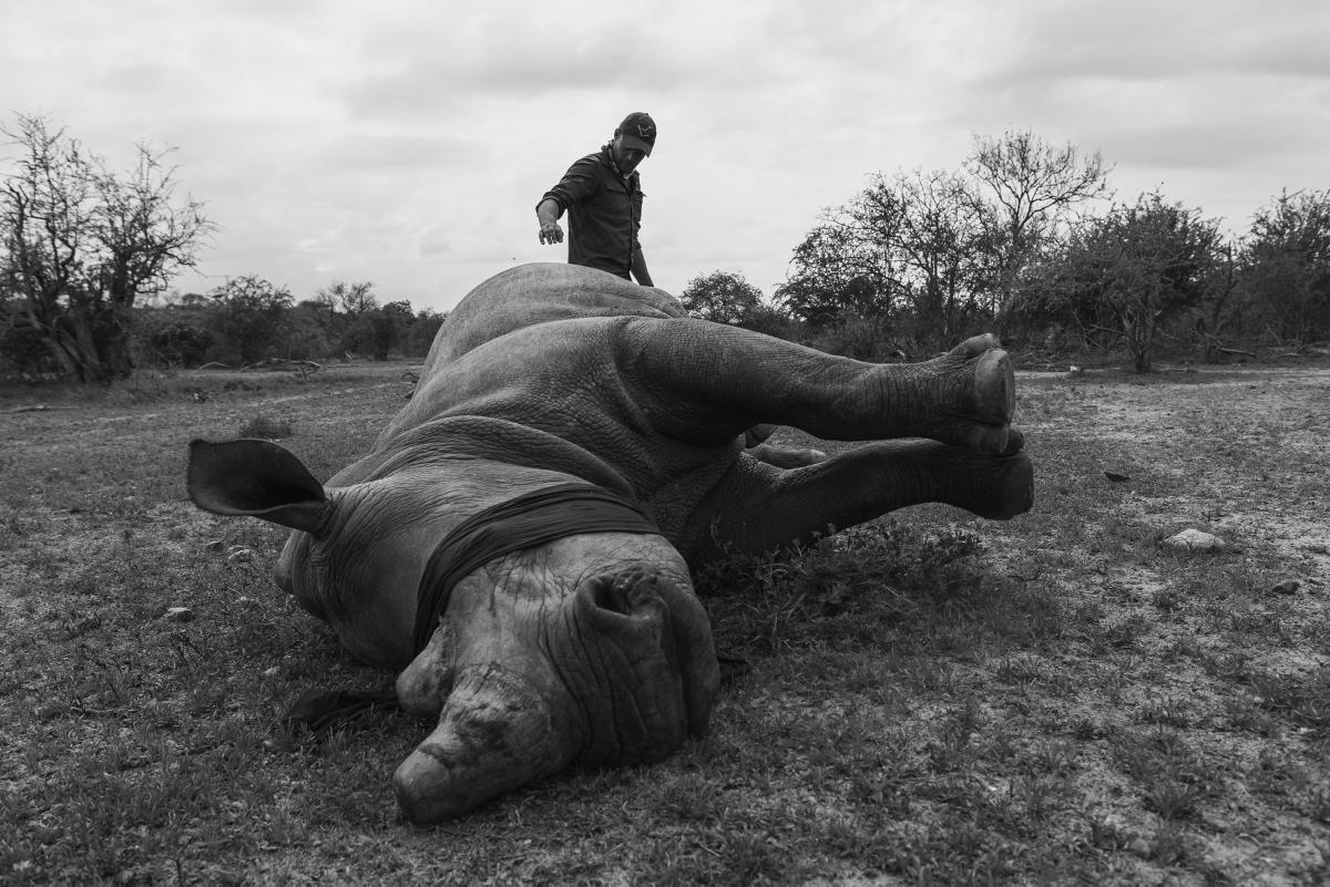 [Focus] - Sauvegarde de la faune sauvage - L'écornage des rhinocéros en Afrique