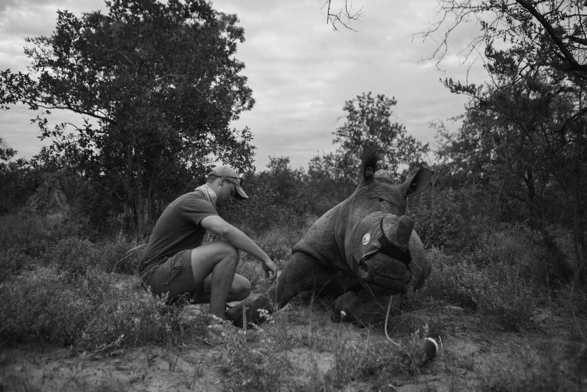 [Focus] - Sauvegarde de la faune sauvage - L'écornage des rhinocéros en Afrique