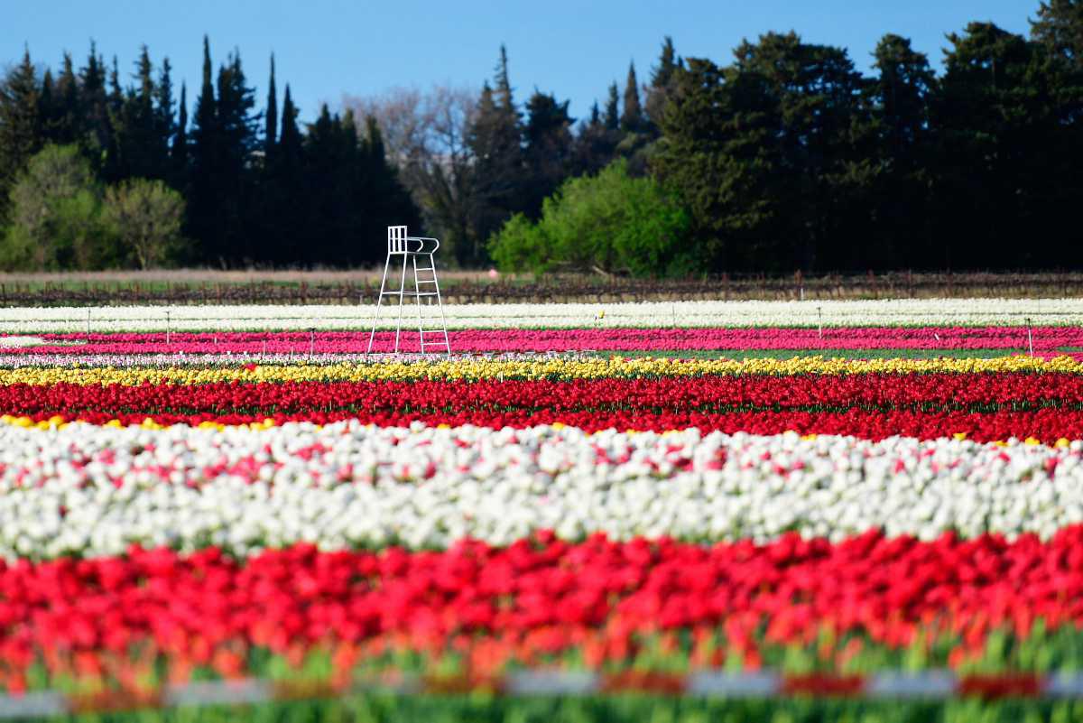 [Focus] - Les champs de tulipes du Vaucluse : des couleurs plein les yeux !