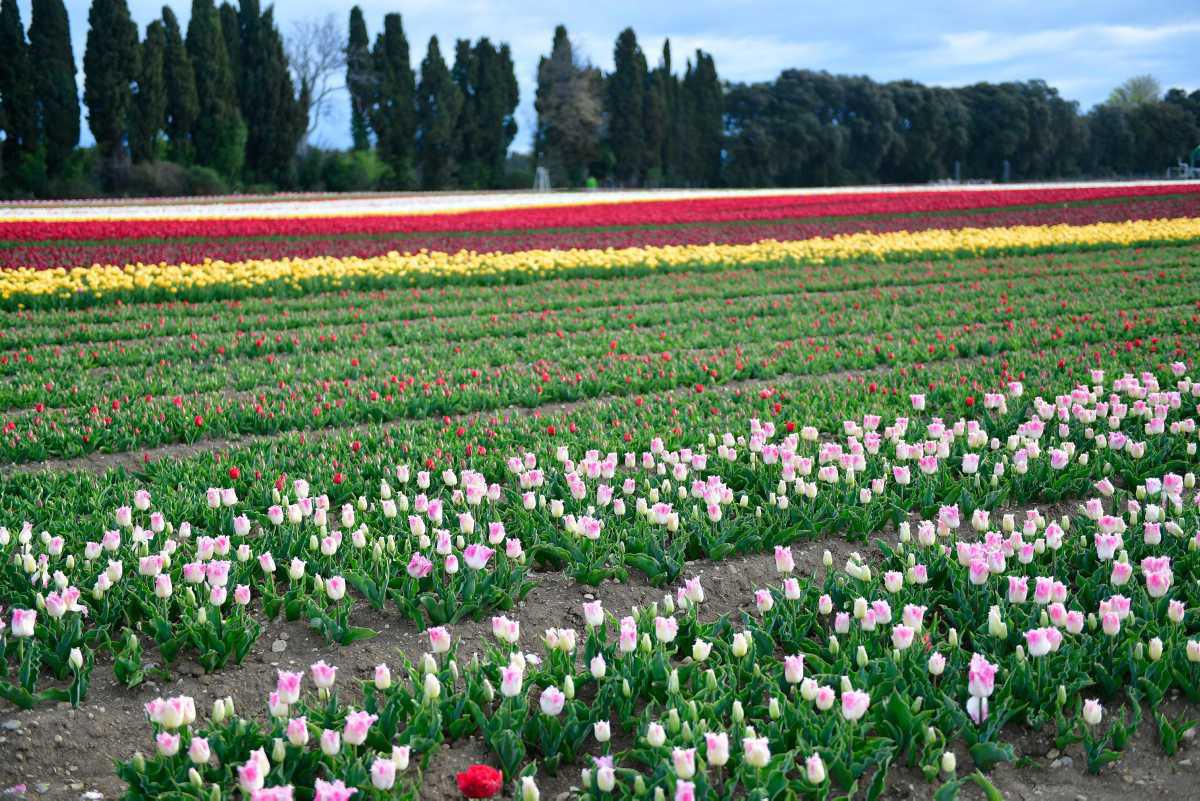 [Focus] - Les champs de tulipes du Vaucluse : des couleurs plein les yeux !