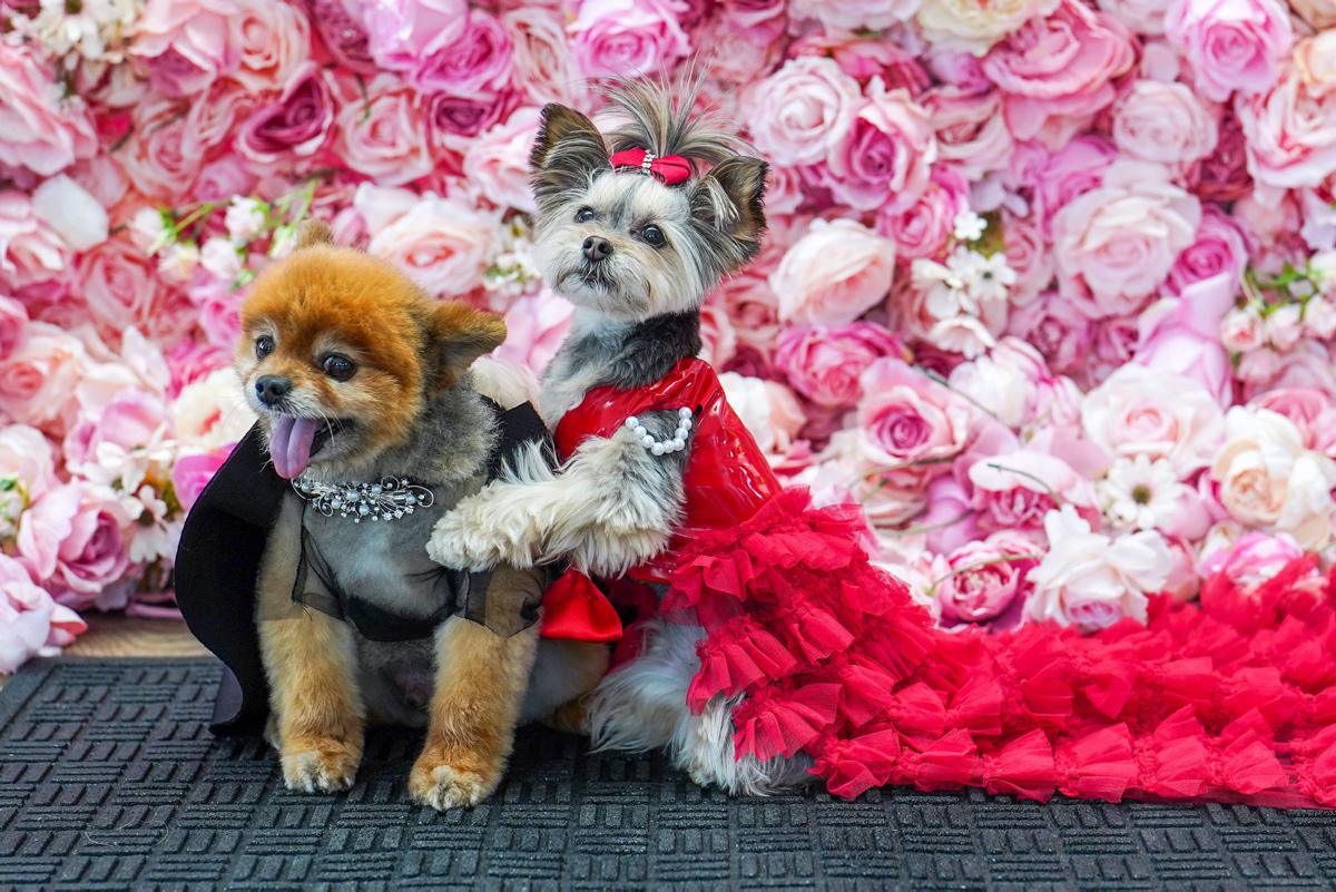 [Focus] - Tapis rouge et soirée de stars pour nos amis les chiens au premier Pet Gala