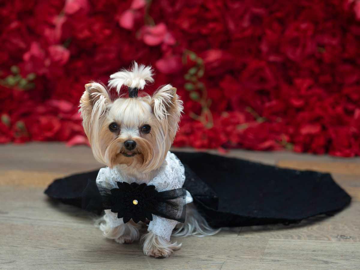 [Focus] - Tapis rouge et soirée de stars pour nos amis les chiens au premier Pet Gala