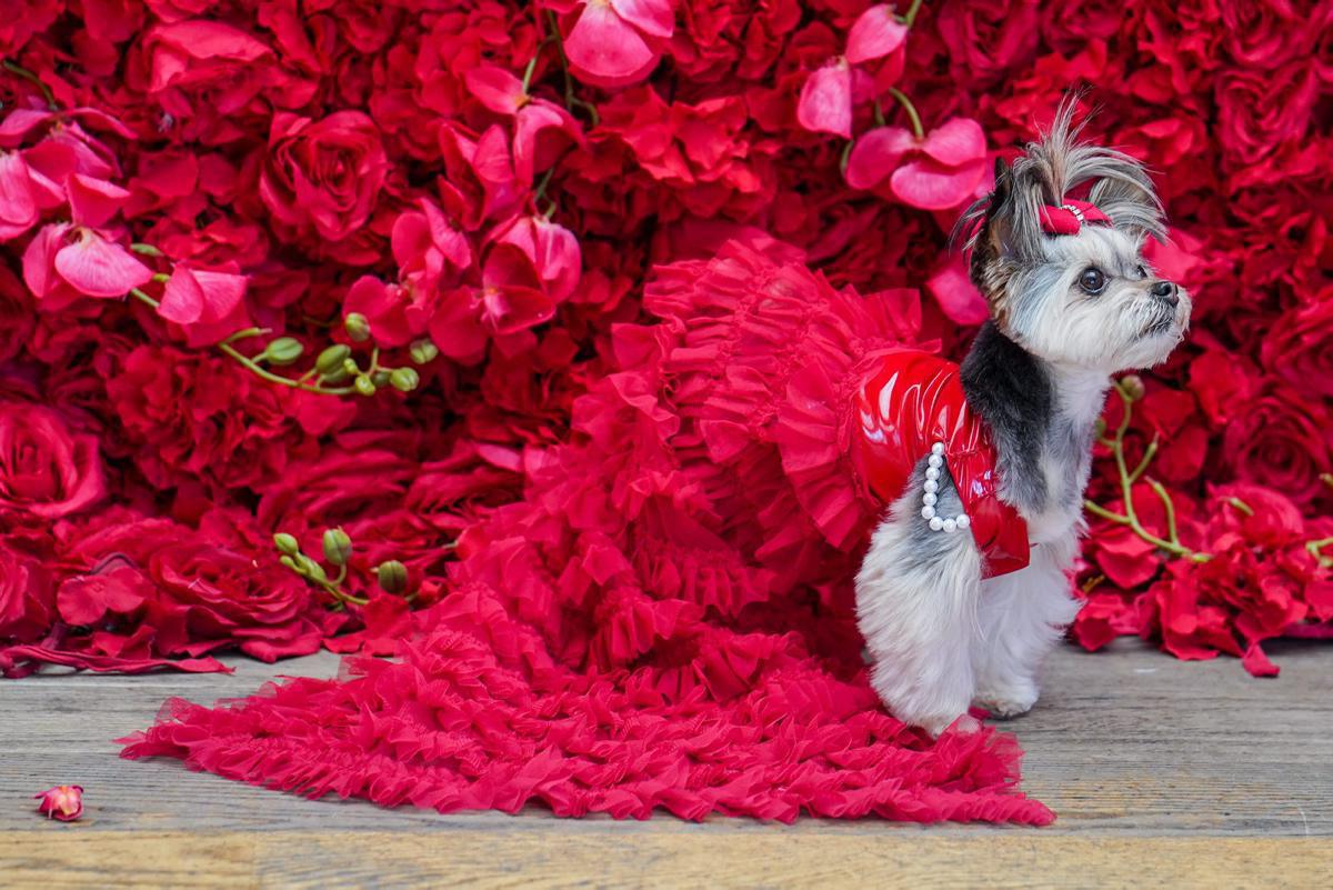 [Focus] - Tapis rouge et soirée de stars pour nos amis les chiens au premier Pet Gala
