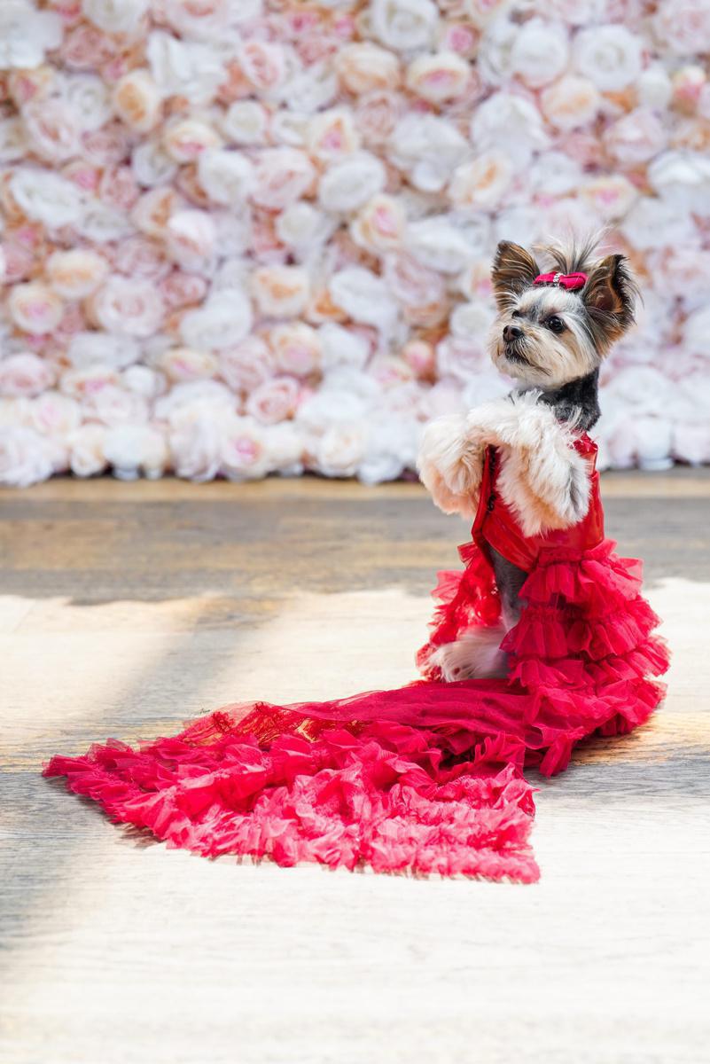 [Focus] - Tapis rouge et soirée de stars pour nos amis les chiens au premier Pet Gala