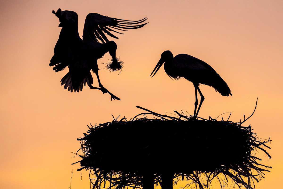 [Focus] - Florian Launette, photographe de nature, témoigne sur la fragilité du monde 