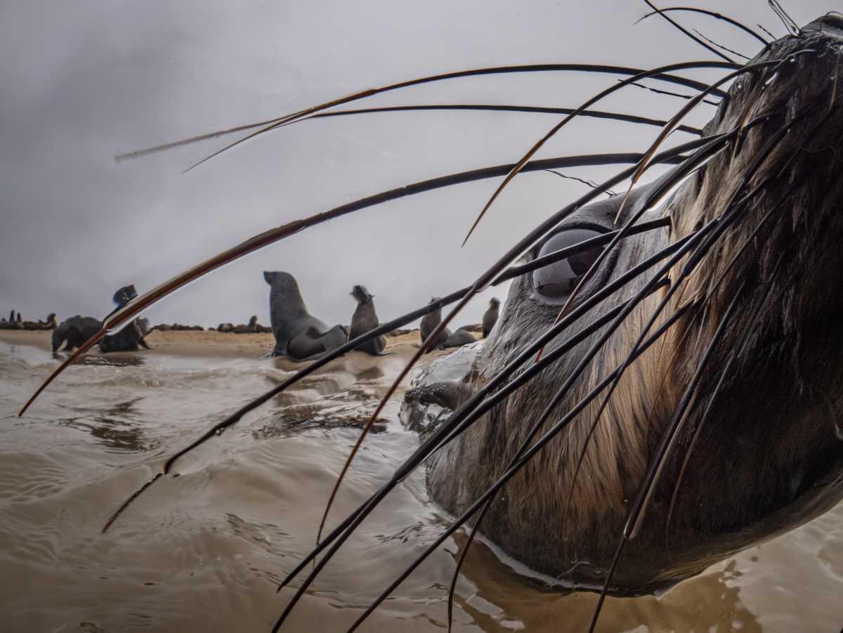 [Focus] - Florian Launette, photographe de nature, témoigne sur la fragilité du monde 
