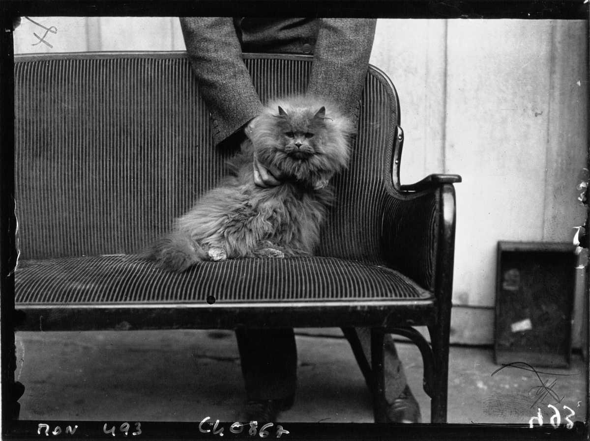 [Focus] - Journée internationale du chat, cette star des réseaux sociaux 