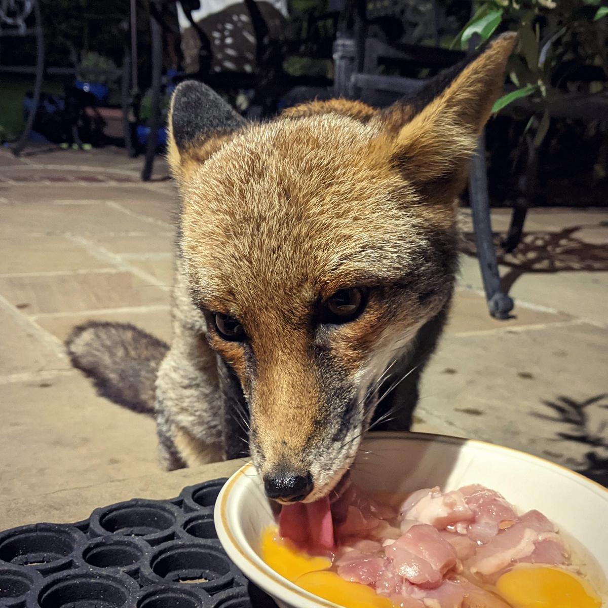 [Focus] - Lucy Goacher et les renards, une belle histoire relayée sur Instagram et Twitter