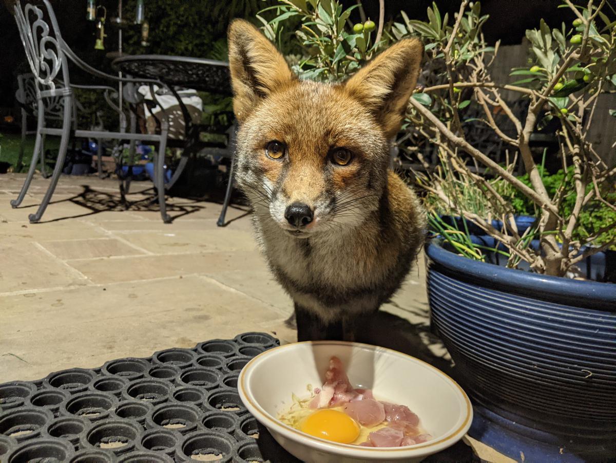 [Focus] - Lucy Goacher et les renards, une belle histoire relayée sur Instagram et Twitter