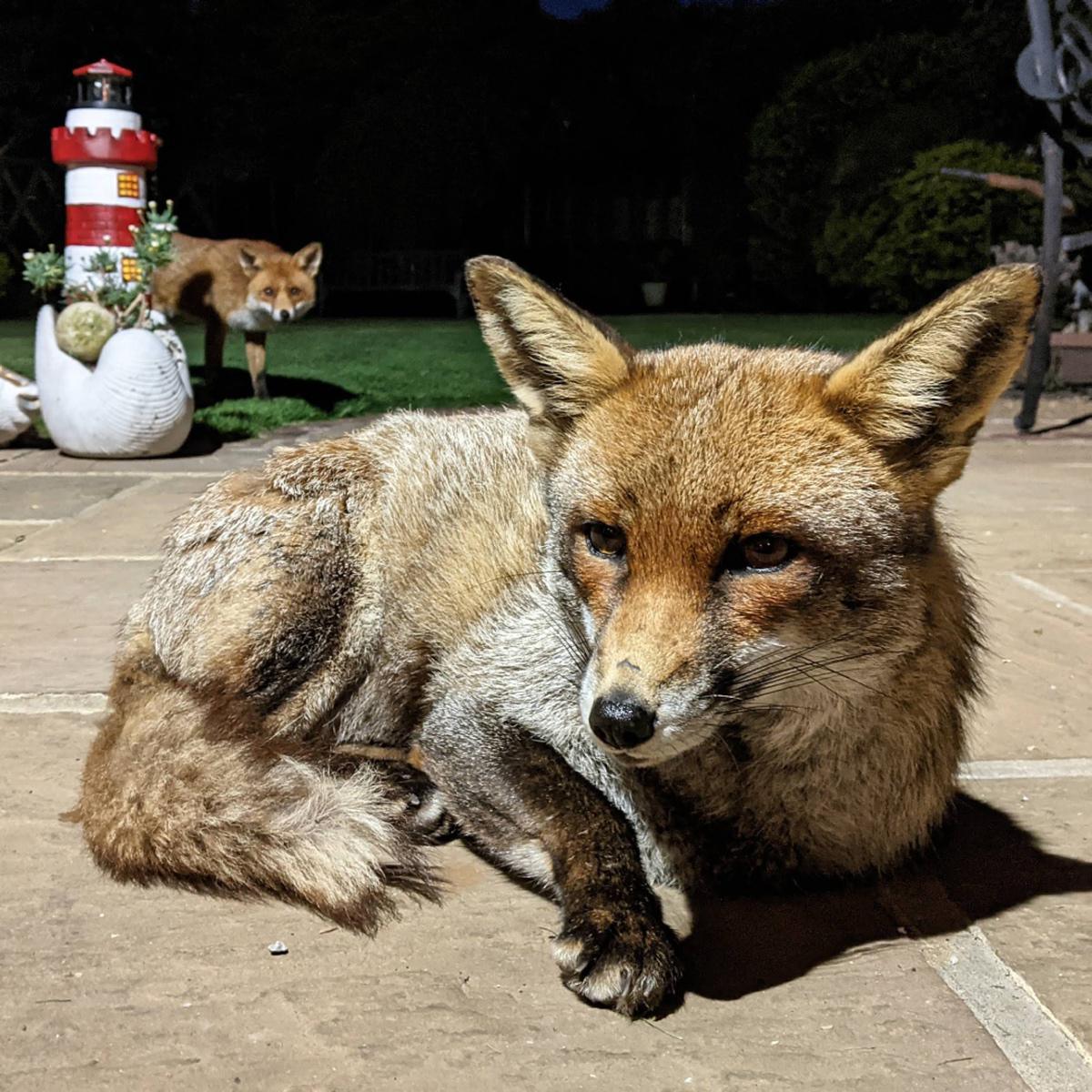 [Focus] - Lucy Goacher et les renards, une belle histoire relayée sur Instagram et Twitter
