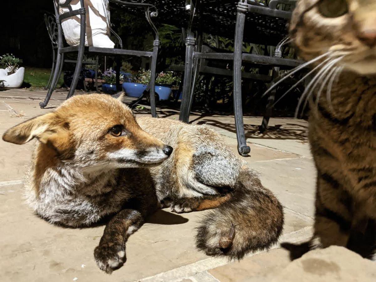 [Focus] - Lucy Goacher et les renards, une belle histoire relayée sur Instagram et Twitter
