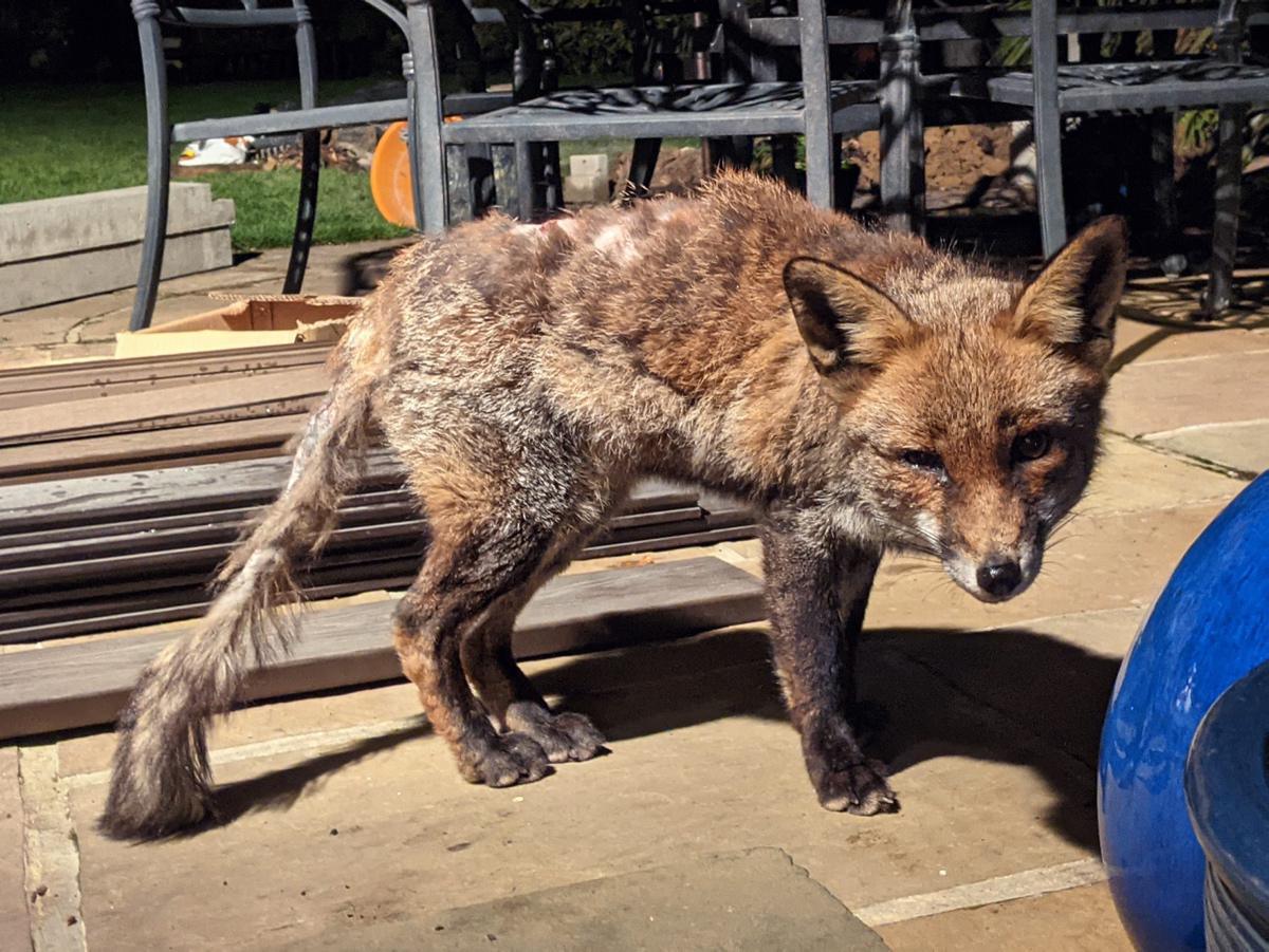 [Focus] - Lucy Goacher et les renards, une belle histoire relayée sur Instagram et Twitter
