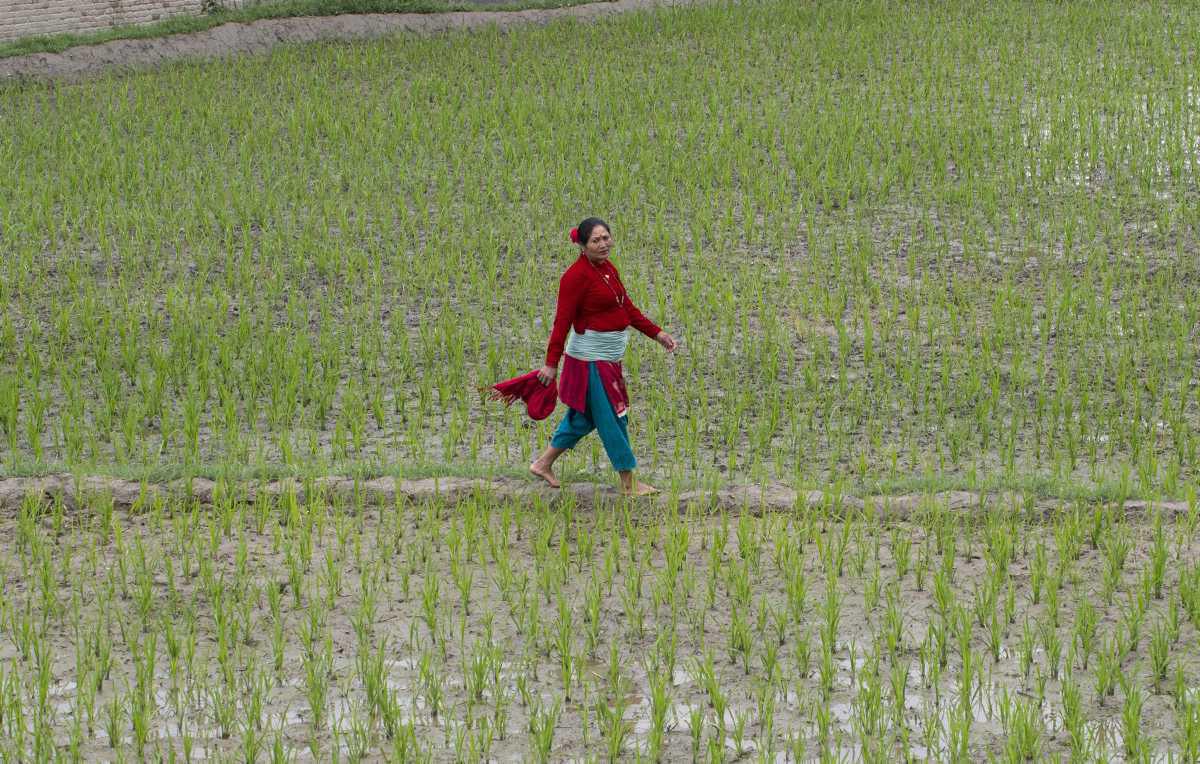 [Focus] - Jour de fêtes dans les rizières du Népal