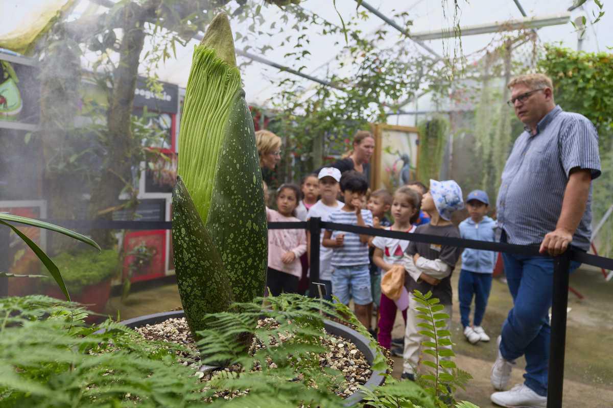 [Focus] - La plus grande fleur du monde va fleurir à Nancy dans quelques jours