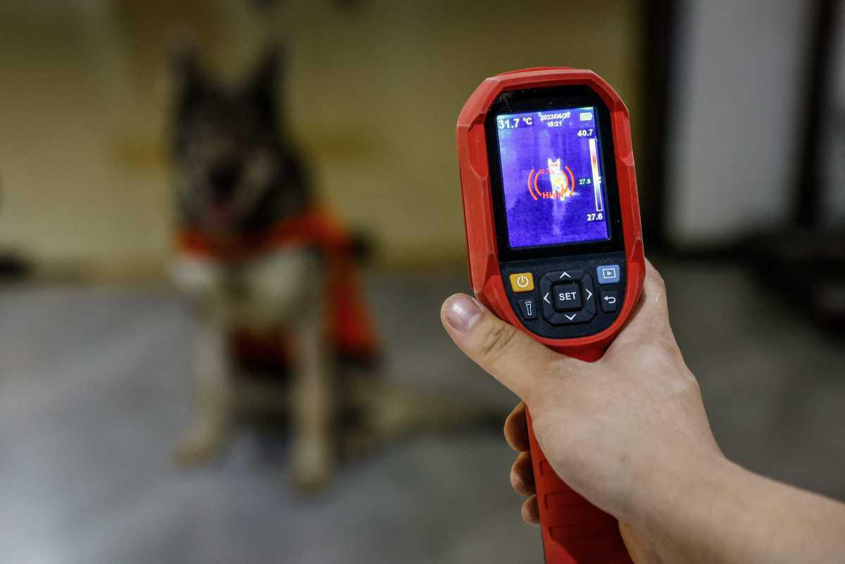 [Focus] - Détective animalier, un métier en plein essor en Chine 