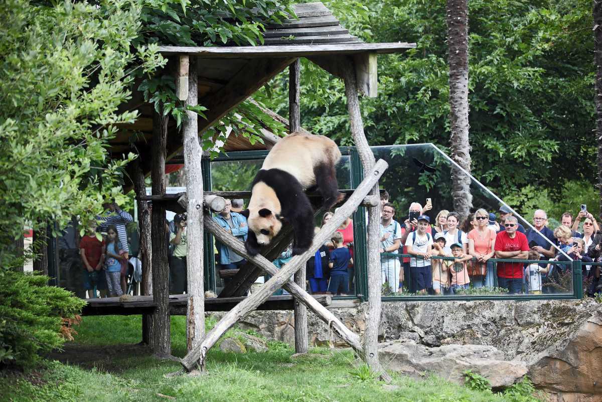 [Focus] - 路顺风 bye bye Yuan Meng ! L'album photos de ses 5 ans en France