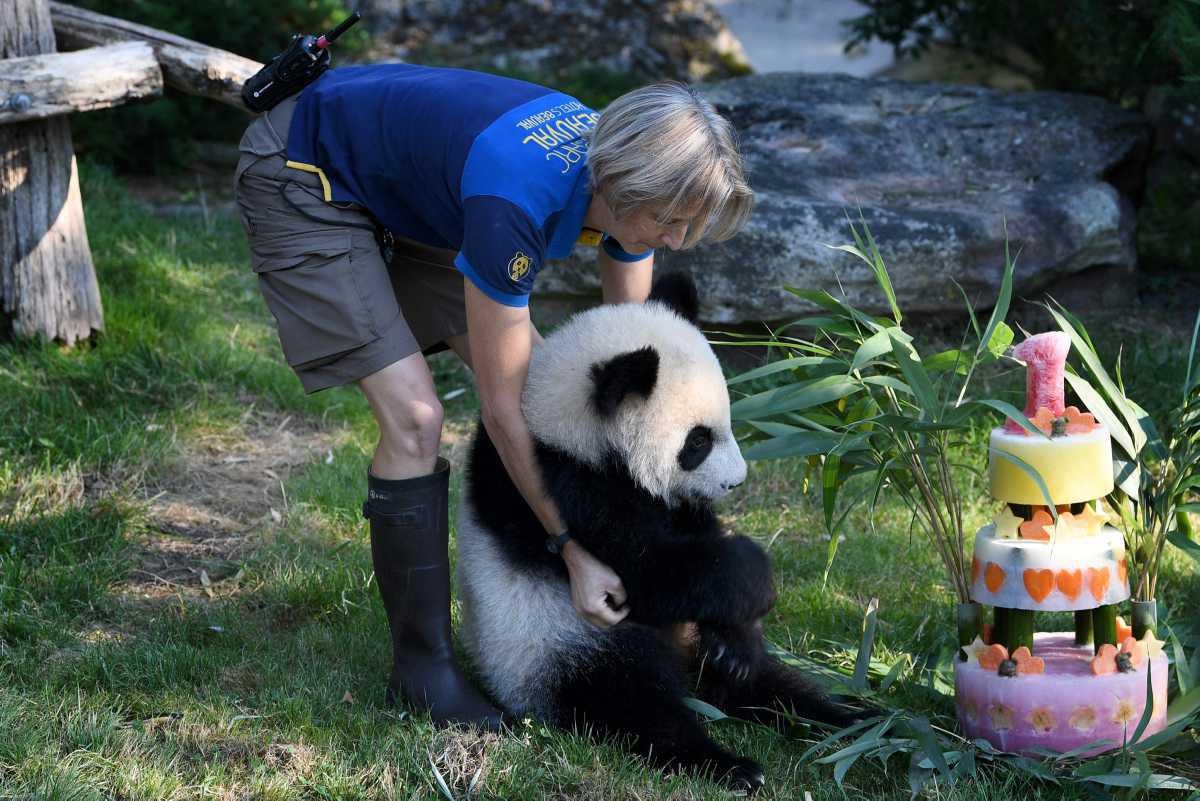 [Focus] - 路顺风 bye bye Yuan Meng ! L'album photos de ses 5 ans en France