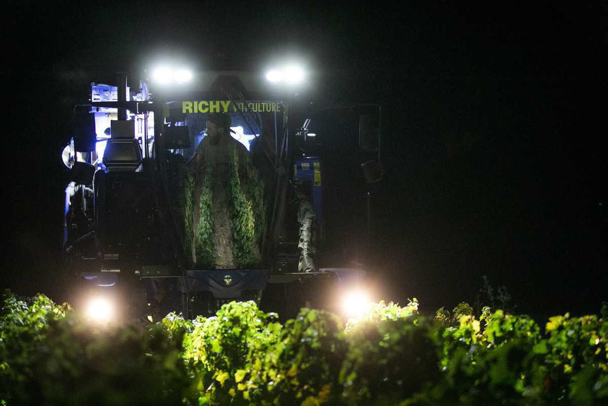 [Focus] - Nouvelle vague de canicule et des vendanges de nuit dans le Mâconnais