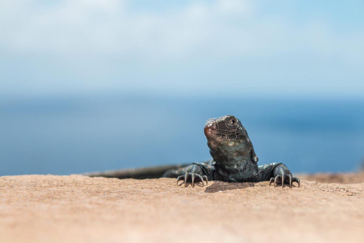 [Focus] - L'île Redonda, un paradis tropical