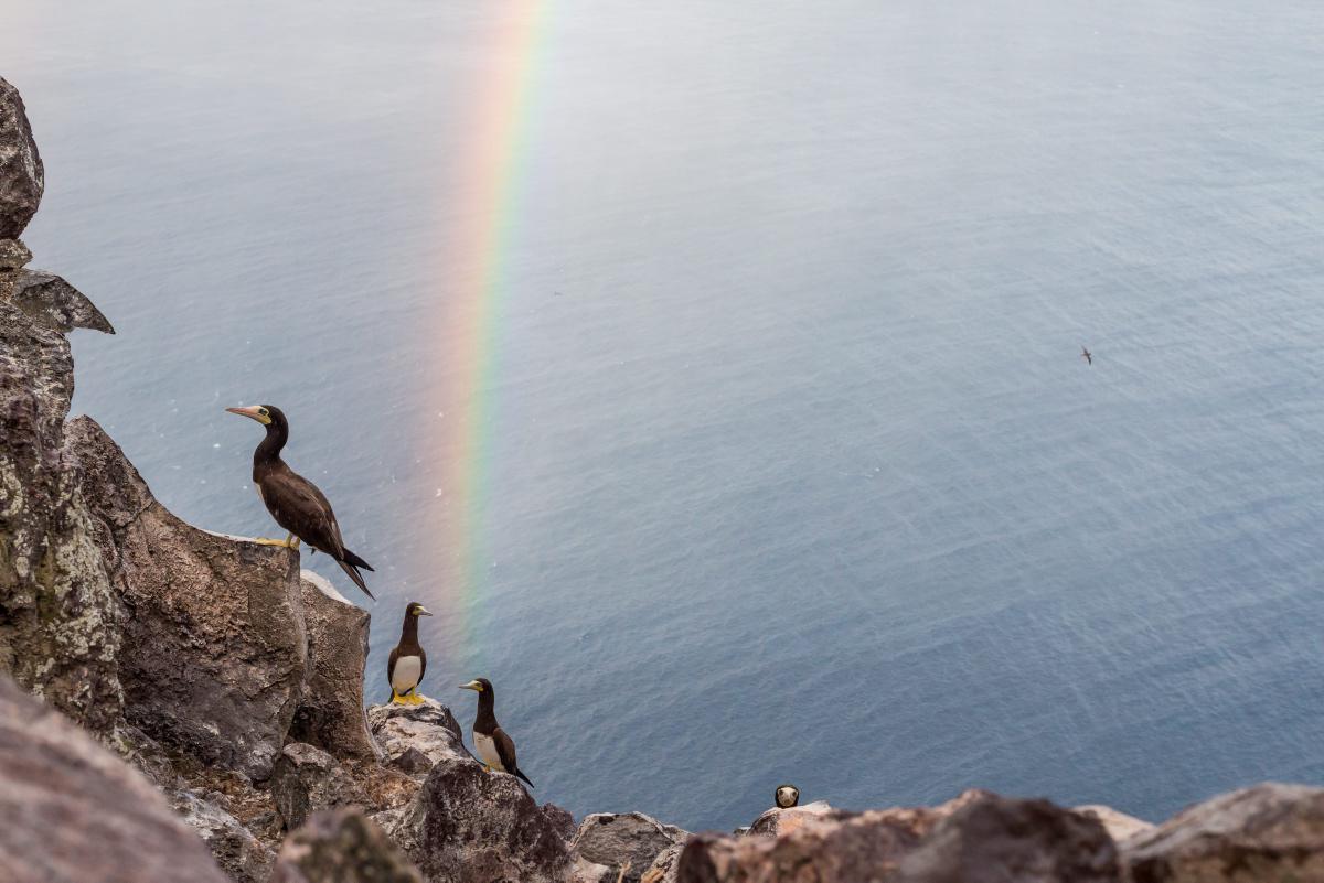 [Focus] - L'île Redonda, un paradis tropical