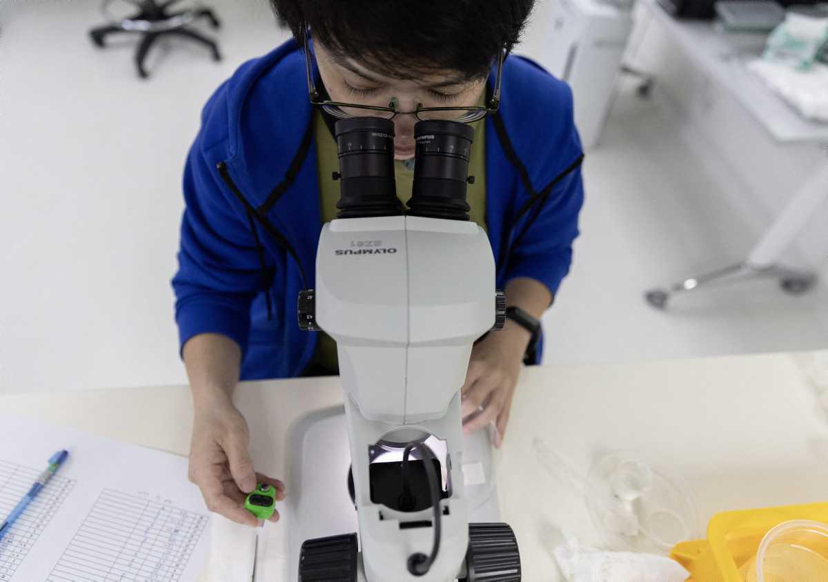 [Focus] - à Singapour, la lutte contre les moustiques porteurs de dengue passe par les labos