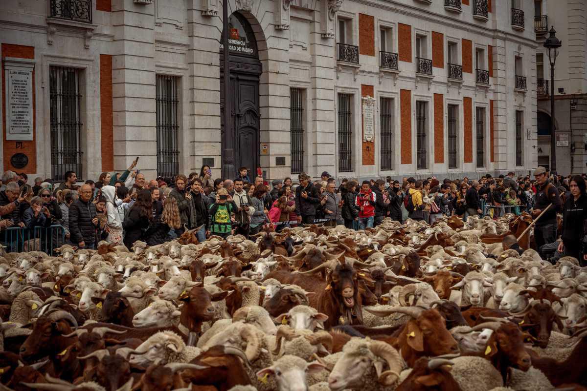 [Focus} - Madrid envahie par le bétail lors de la Fête de la Transhumance