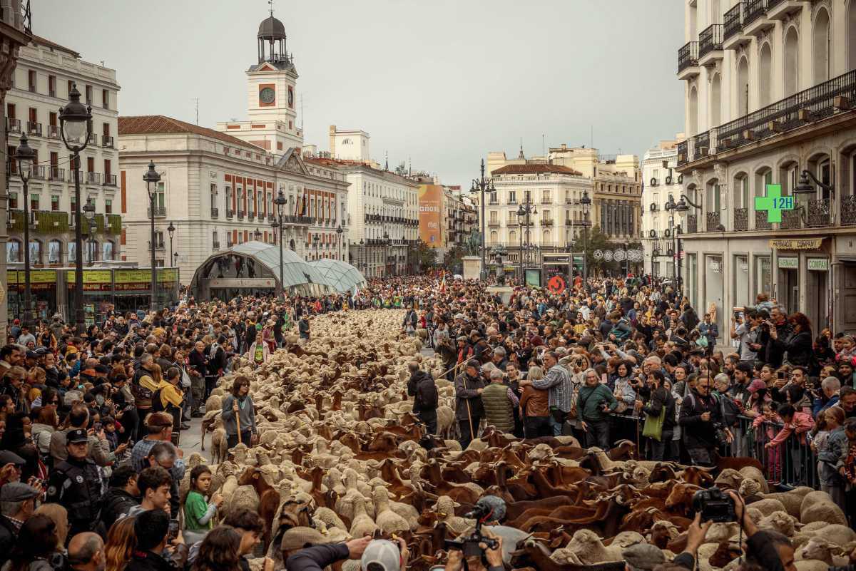 [Focus} - Madrid envahie par le bétail lors de la Fête de la Transhumance
