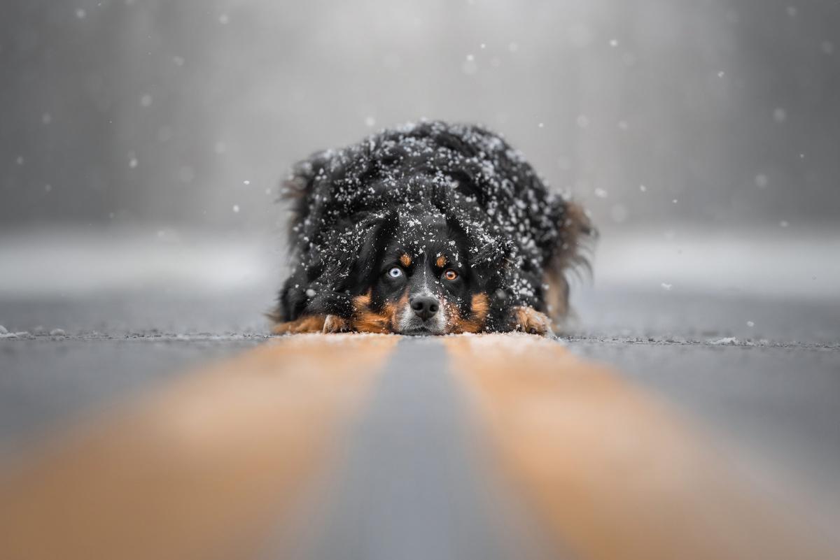 [Focus] - les Dog Photography Awards présentent les plus belles photos de chiens du monde