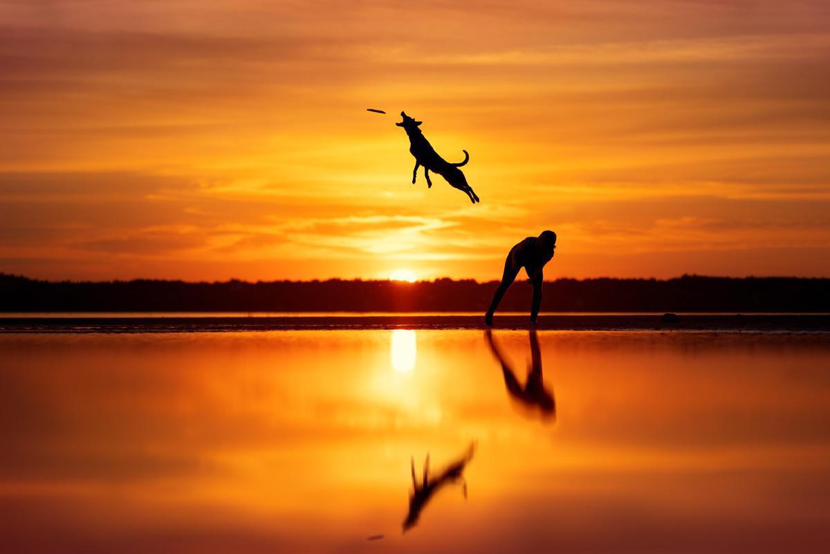 [Focus] - les Dog Photography Awards présentent les plus belles photos de chiens du monde