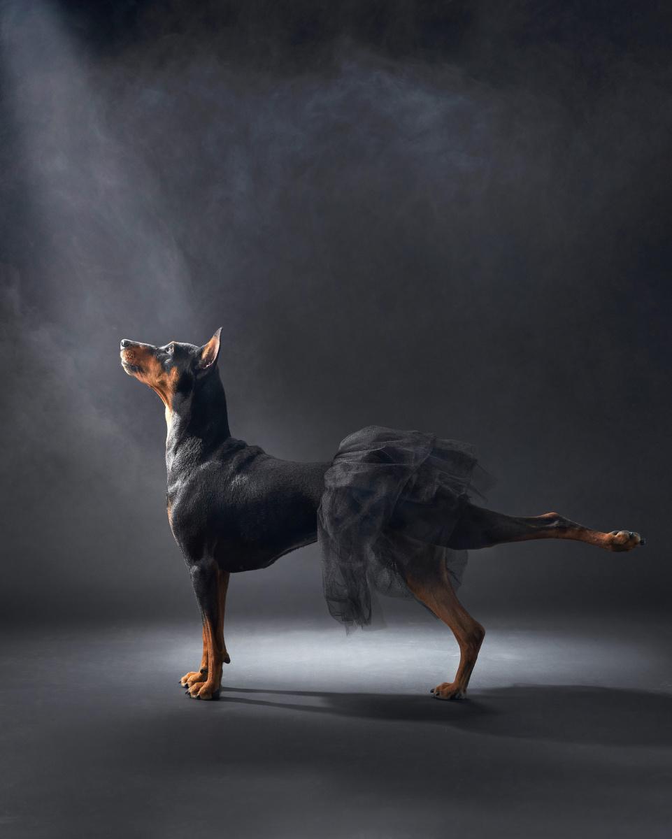 [Focus] - les Dog Photography Awards présentent les plus belles photos de chiens du monde