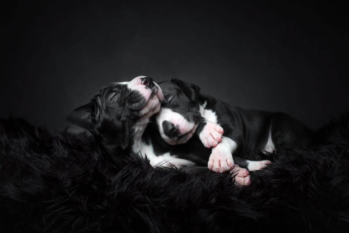 [Focus] - les Dog Photography Awards présentent les plus belles photos de chiens du monde