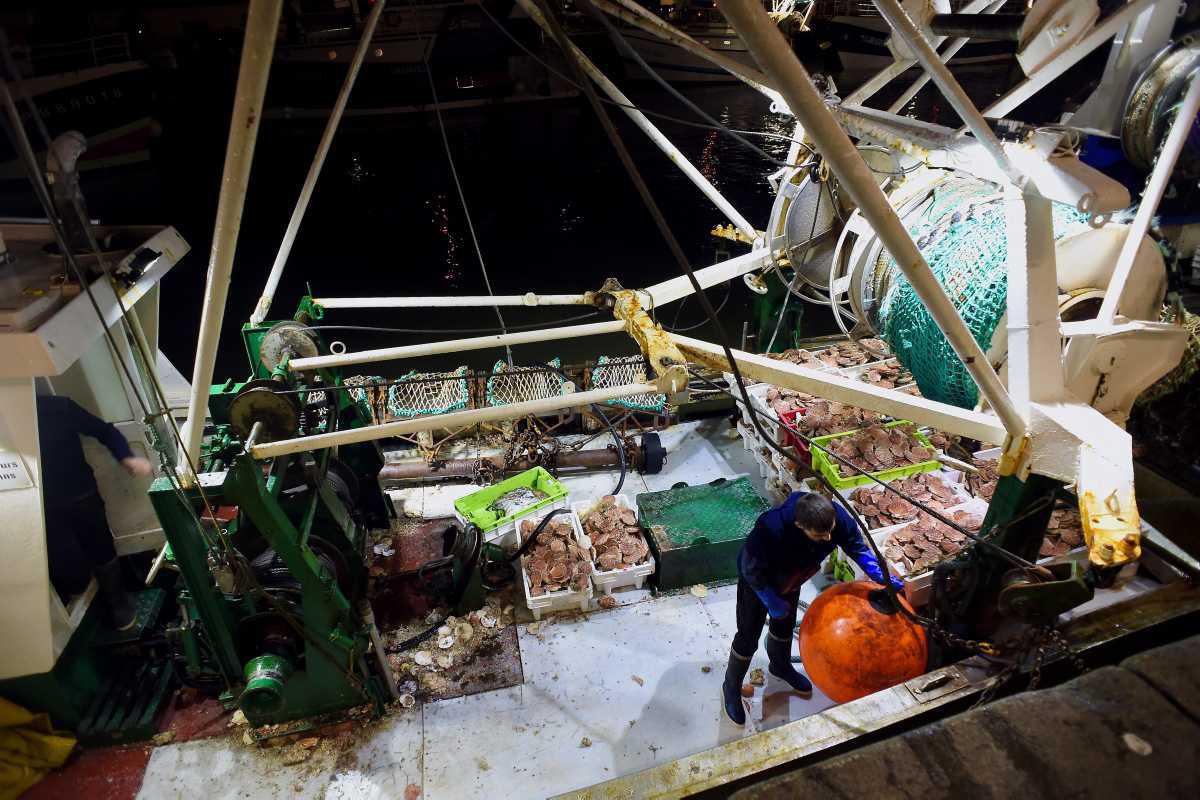 [Focus] - La pêche aux coquilles Saint Jacques en baie de Seine est lancée
