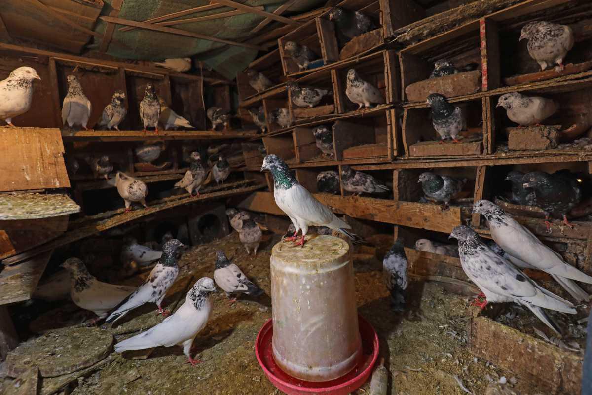 [Focus] - Élevage de pigeons – Un passe-temps populaire au Cachemire