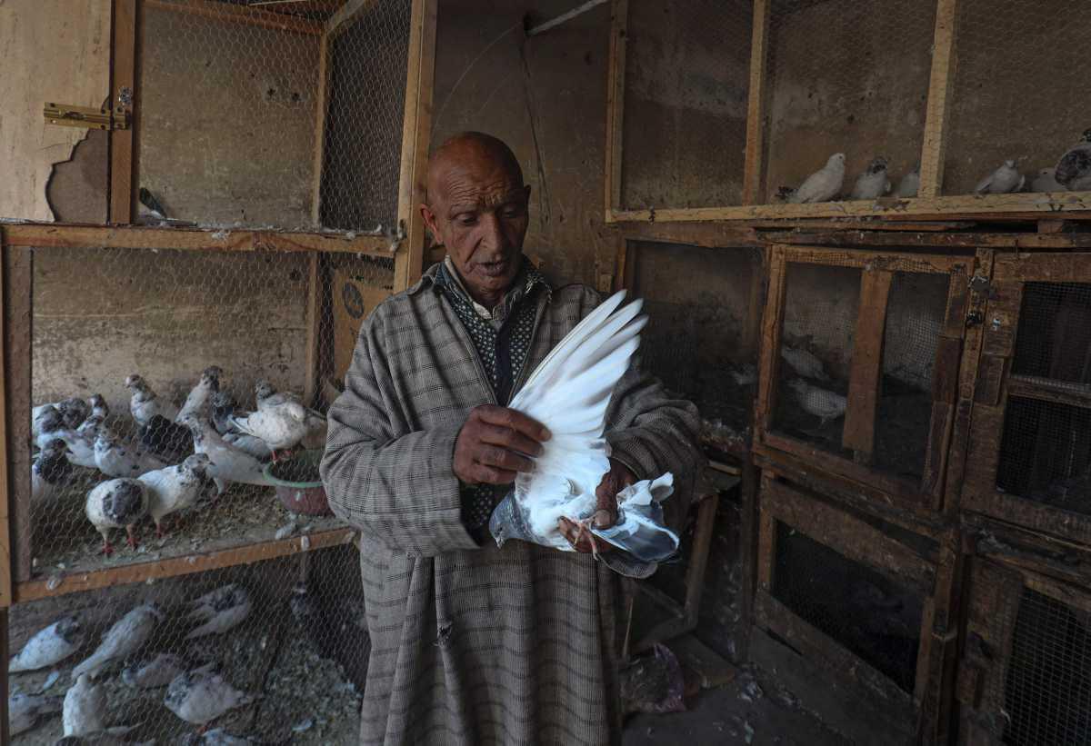 [Focus] - Élevage de pigeons – Un passe-temps populaire au Cachemire