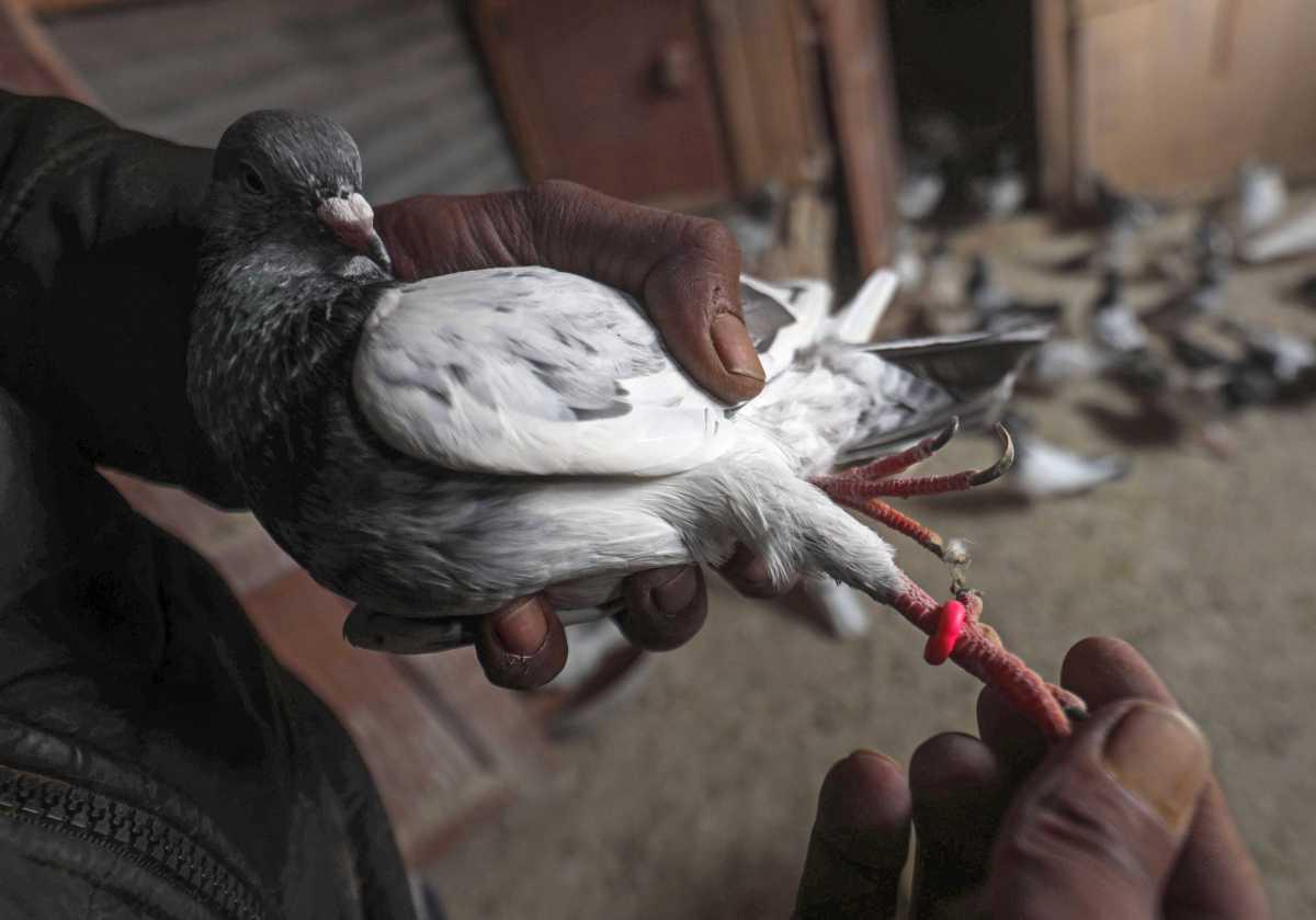 [Focus] - Élevage de pigeons – Un passe-temps populaire au Cachemire