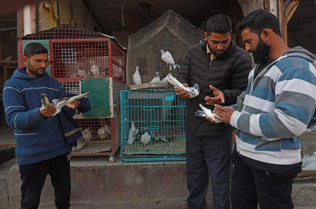 [Focus] - Élevage de pigeons – Un passe-temps populaire au Cachemire