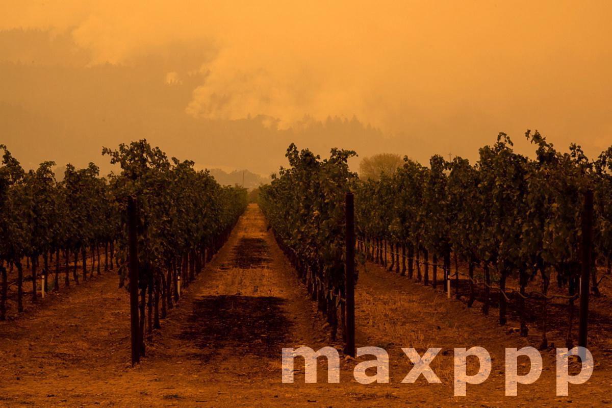 Napa vineyards