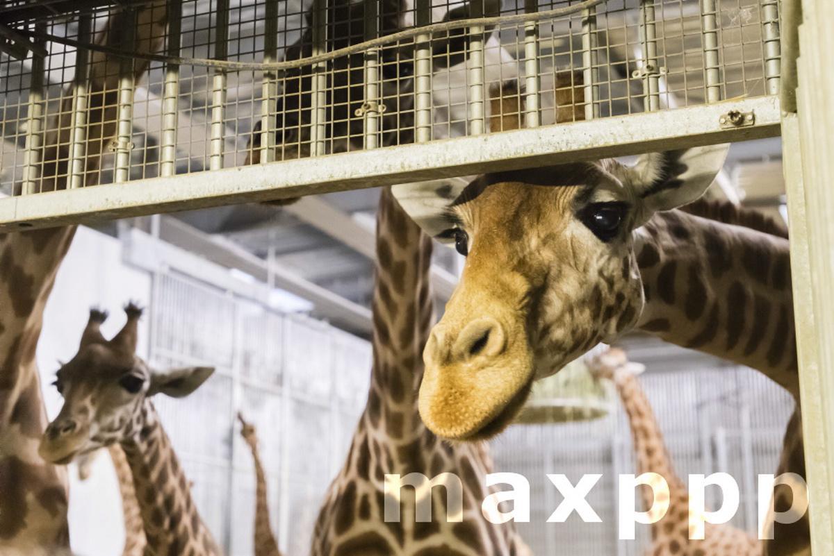Illustration image of animals in the Paris Zoological Park