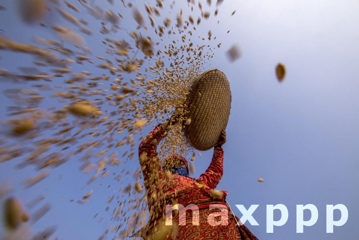 Rice harvesting in Lalipur