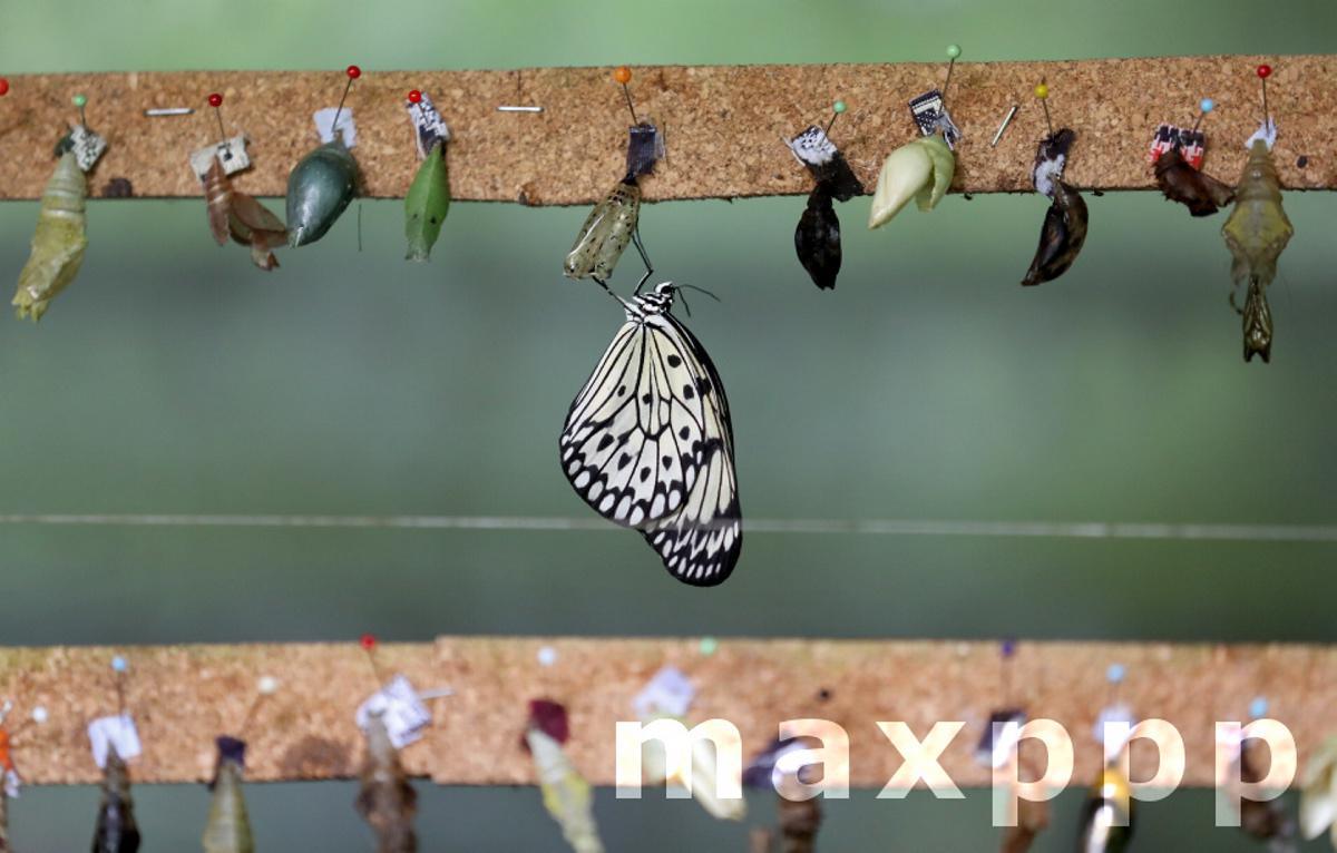 Butterfly Park